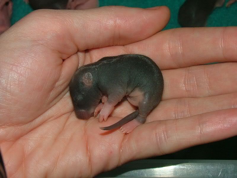 Orphaned baby rats. Questions. Paw Talk Pet Forums